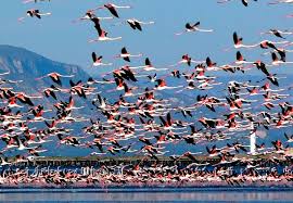 La població hivernal d´ocells aquàtics al Parc Natural del Delta de l´Ebre disminueix fins als 238.716 exemplars  Territori i Sostenibilitat